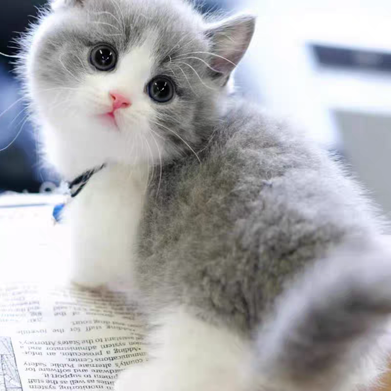 猫舍直销,批发价出售,英短蓝白